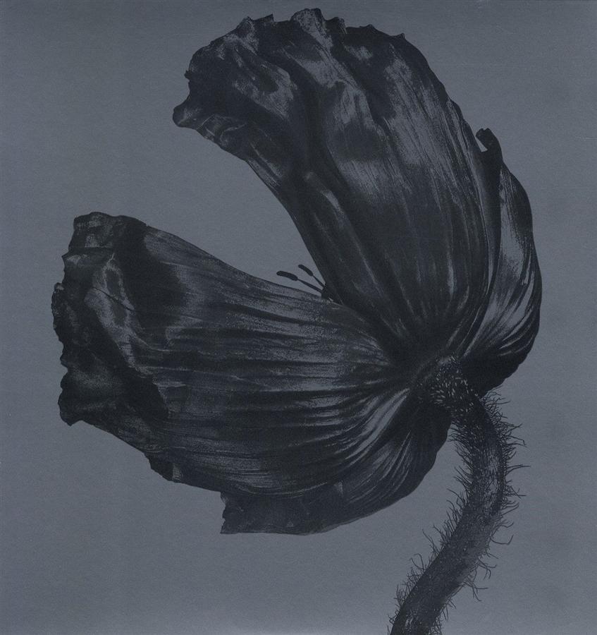 Release (180g Vinyl)