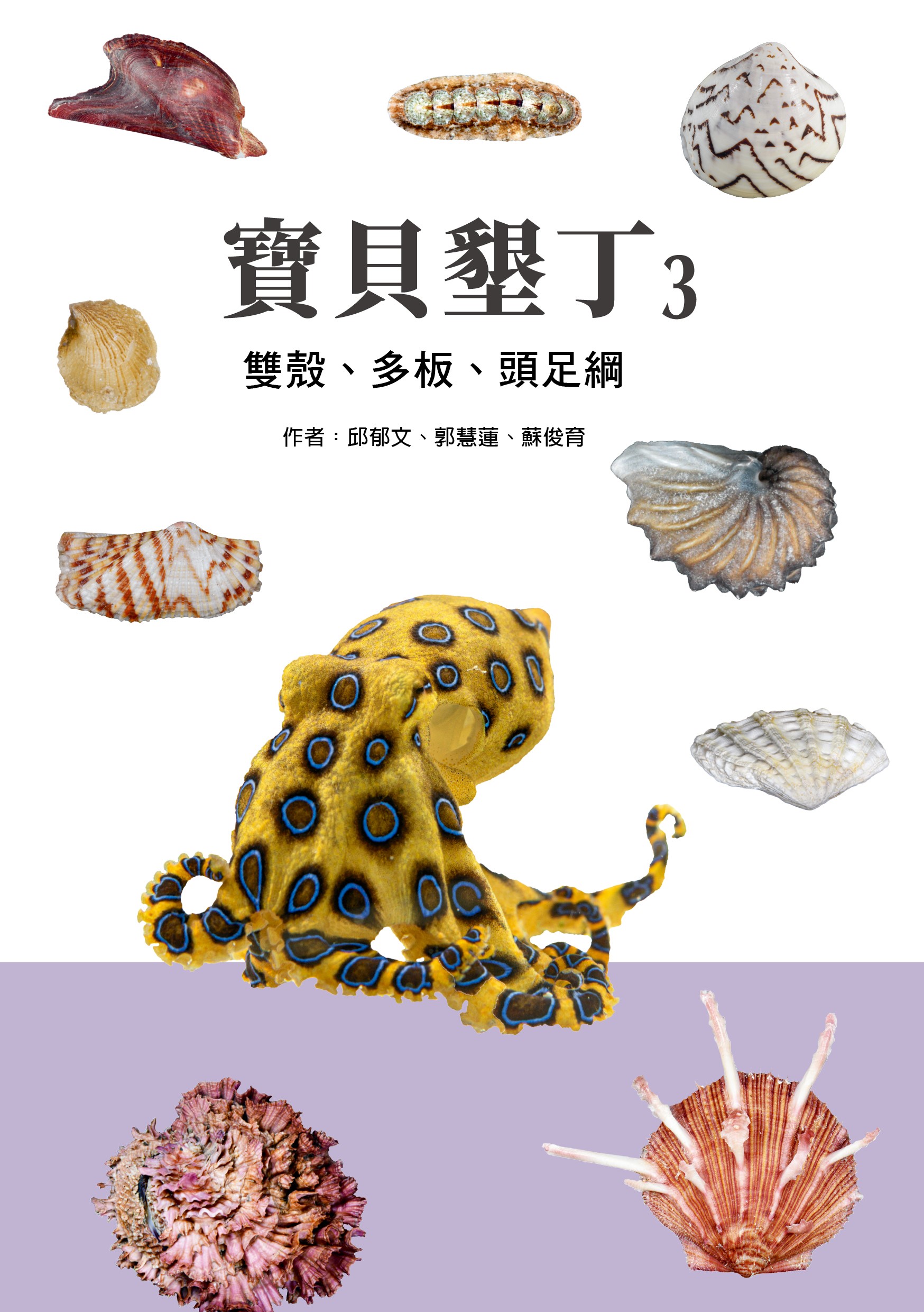 寶貝墾丁 3: 雙殼、多板、頭足綱