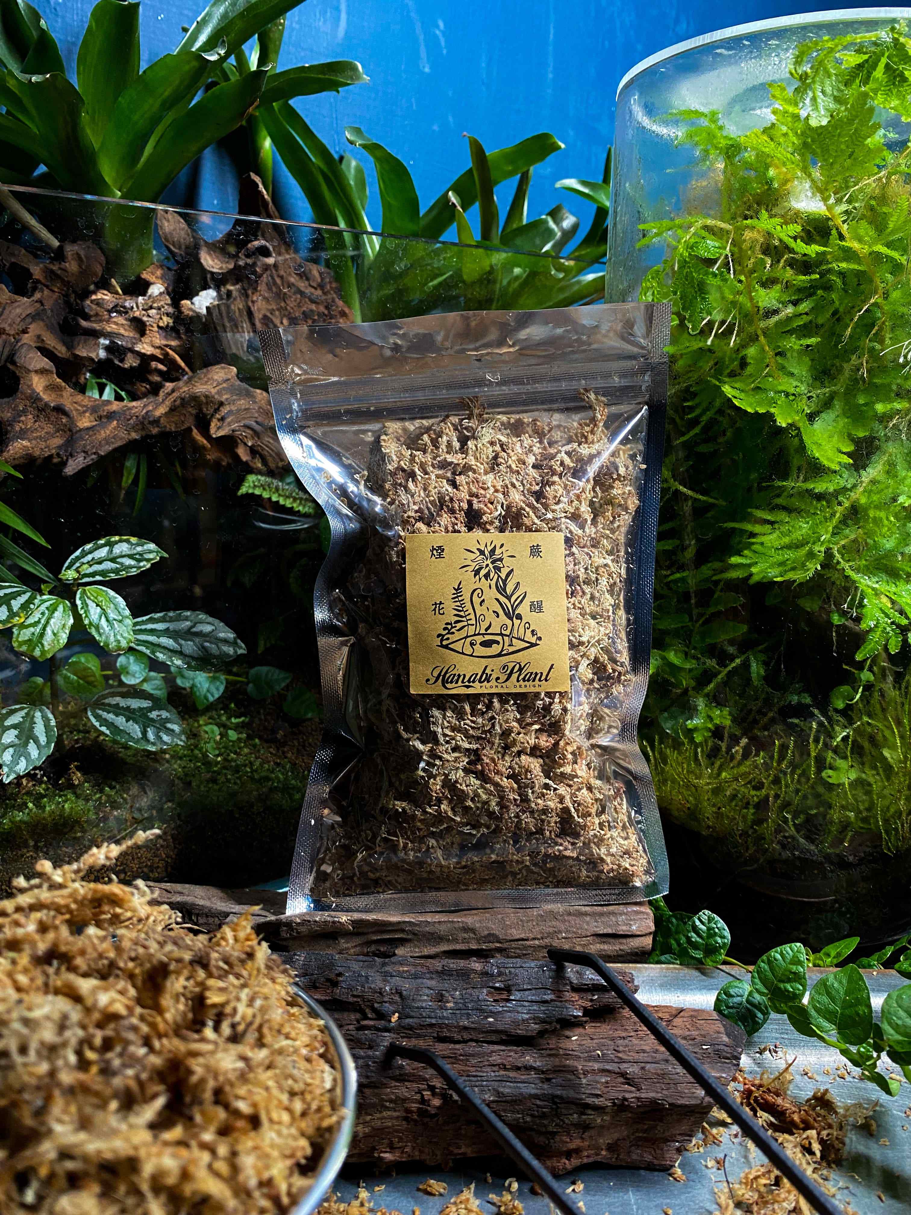 Hanabi plant 煙花蕨醒 水苔
