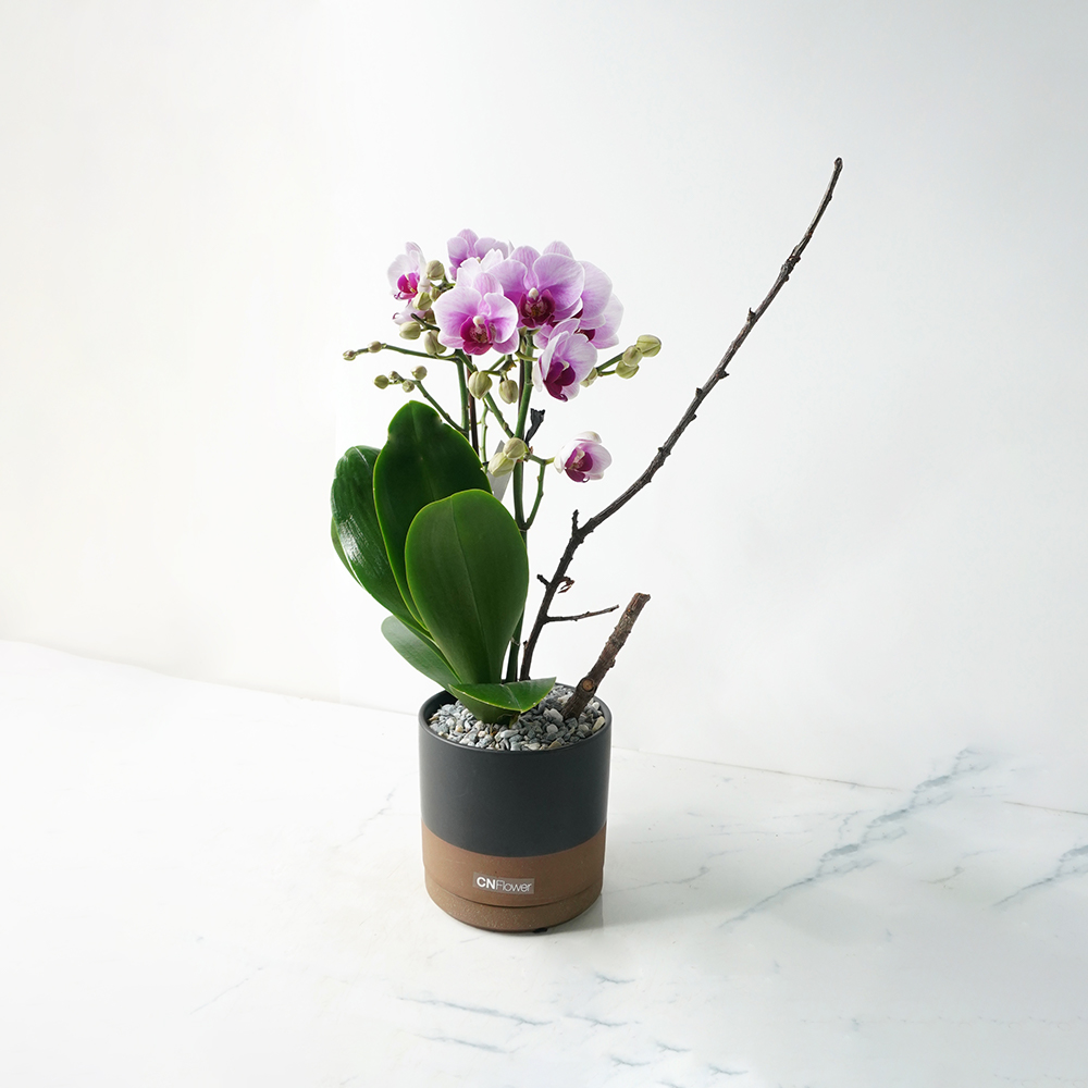 CNFlower西恩 日和 蘭花植物 送禮推薦 居家美學 開幕祝賀 植栽精品