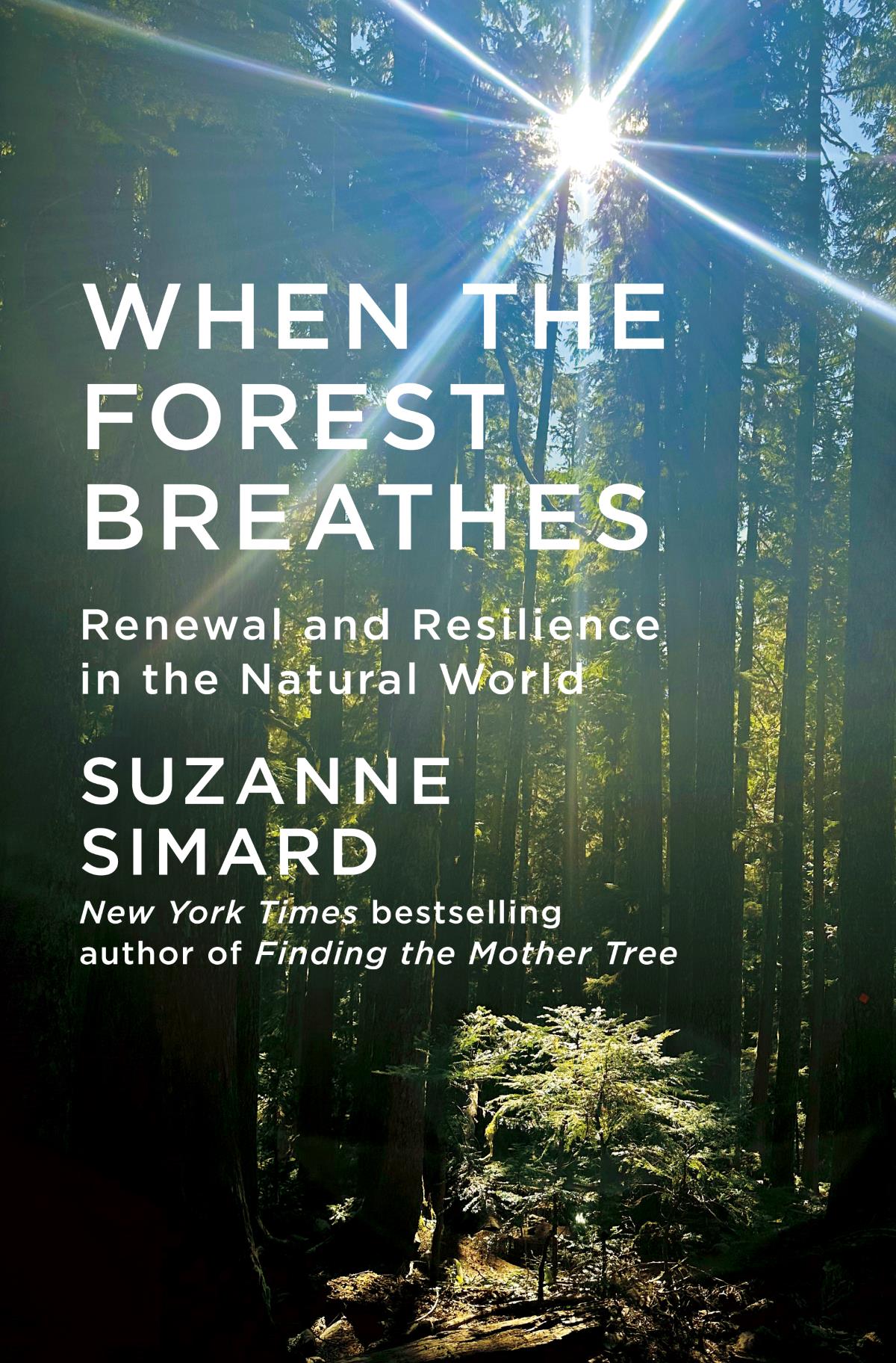 When the Forest Breathes: Renewal and Resilience in the Natural World