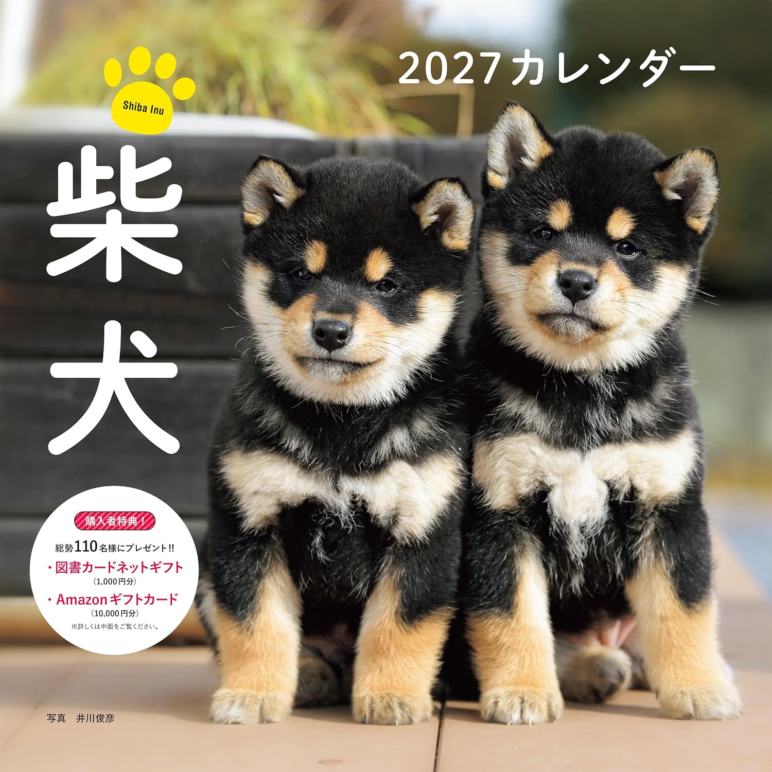 柴犬カレンダー 2027 [カレンダー]