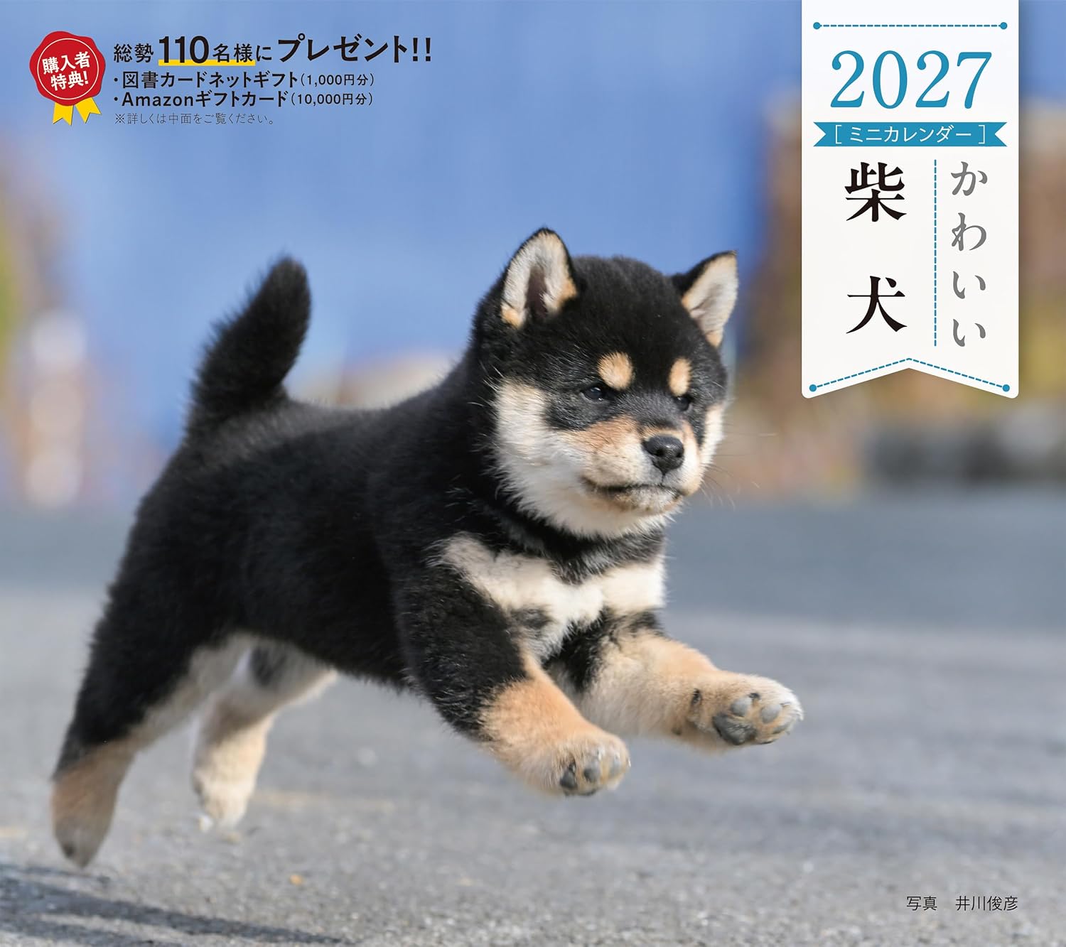 かわいい柴犬カレンダー 2027 [カレンダー]