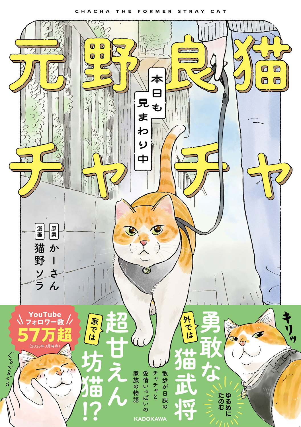 元野良猫チャチャ 本日も見まわり中