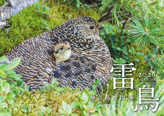 雷鳥 神の鳥の四季カレンダー 2026 [カレンダー]