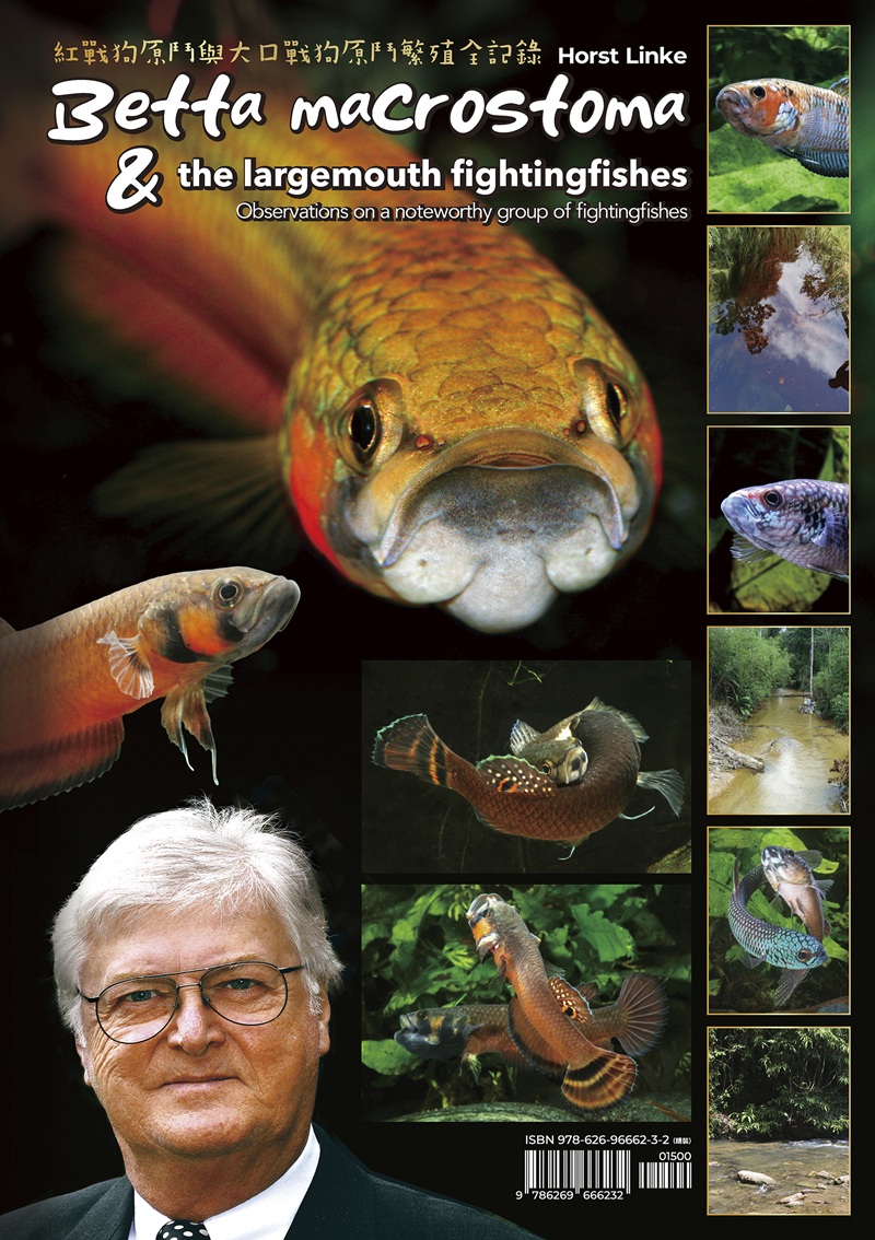 Betta Macrostoma & the Largemouth Fightingfishes: Observations on a Noteworthy Group of Fightingfishes