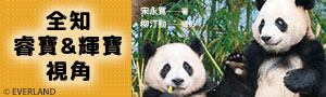 【全知睿寶&輝寶視角】韓國首對雙胞胎貓熊超萌寫真