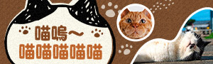 日文│喵嗚～喵喵喵喵喵，喵的貓之日！