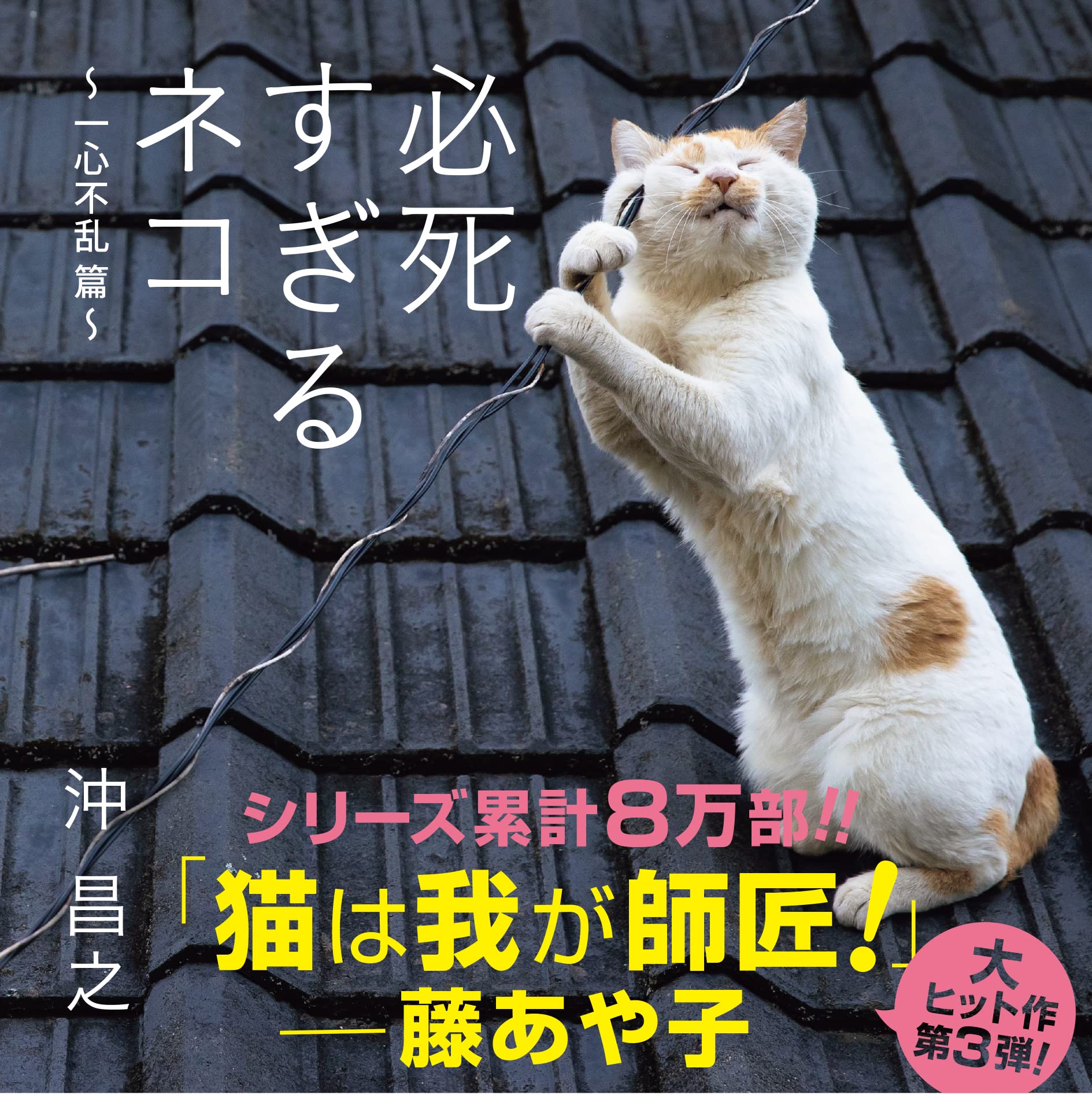 必死すぎるネコ: 一心不乱篇
